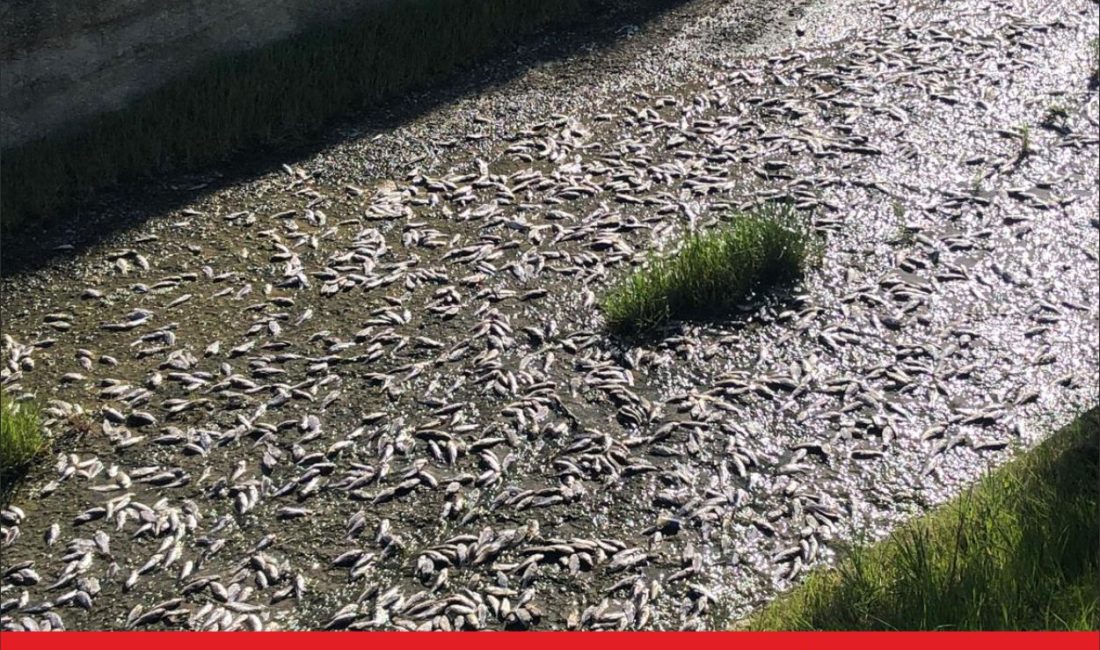 Tekirdağ’ın Ulaş Gölü’ndeki toplu balık ölümleri üzerine gölden numune alındı.