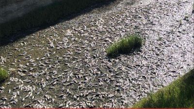 Tekirdağ’ın Ulaş Gölü’ndeki toplu balık ölümleri üzerine gölden numune alındı.