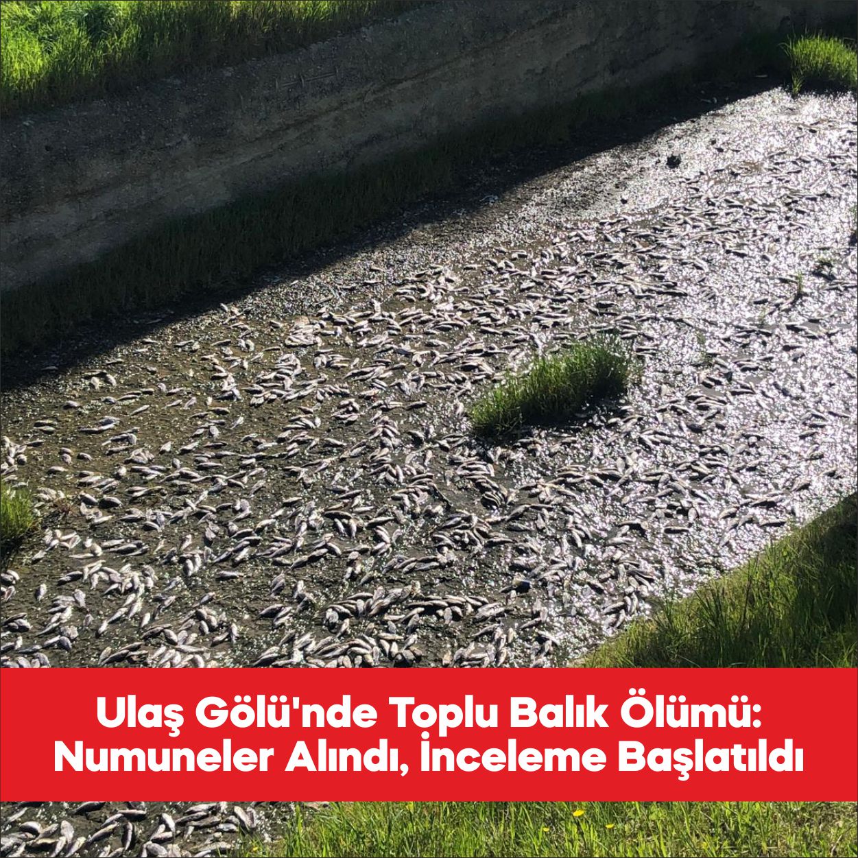 Tekirdağ’ın Ulaş Gölü’ndeki toplu balık ölümleri üzerine gölden numune alındı.