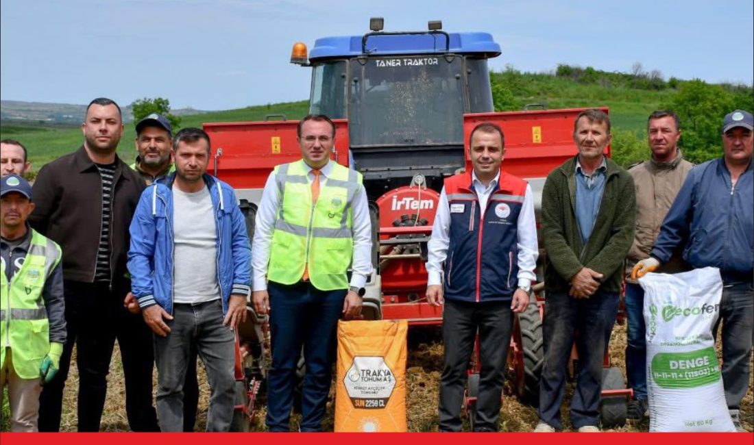 Subaşı Belediyesince hazineden kiralanan 70 dekar alana yerli hibrit ayçiçeği