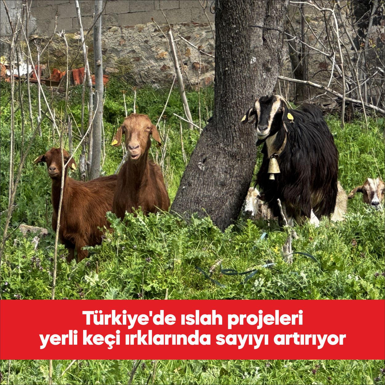 Çanakkale Onsekiz Mart Üniversitesi (ÇOMÜ) Ziraat Fakültesi Zootekni Bölümü Öğretim