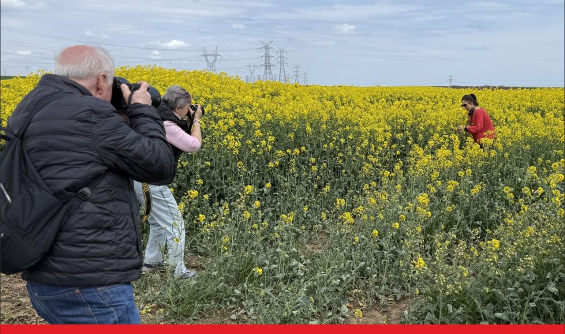 Tekirdağ İl Kültür ve Turizm Müdürlüğünce, kenti sarıya bürüyen kanola