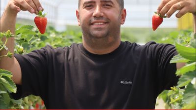 Kırklareli’nin Lüleburgaz ilçesinde deneme amaçlı başladığı topraksız çilek üretimini 4