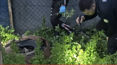 Edirne’de kimlik kontrolünden kaçan şüphelinin evinde 90 kök Hint keneviri