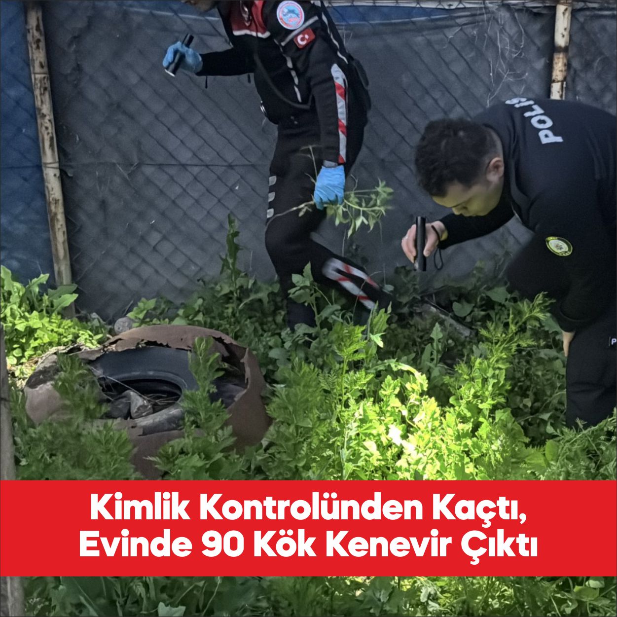 Edirne’de kimlik kontrolünden kaçan şüphelinin evinde 90 kök Hint keneviri