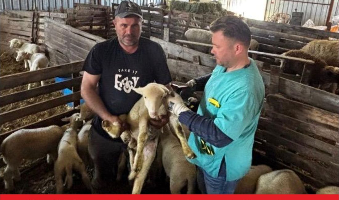 Edirne İl Tarım ve Orman Müdürlüğü ekiplerince küçükbaş hayvanlara yönelik