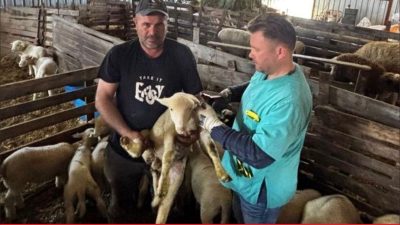 Edirne İl Tarım ve Orman Müdürlüğü ekiplerince küçükbaş hayvanlara yönelik