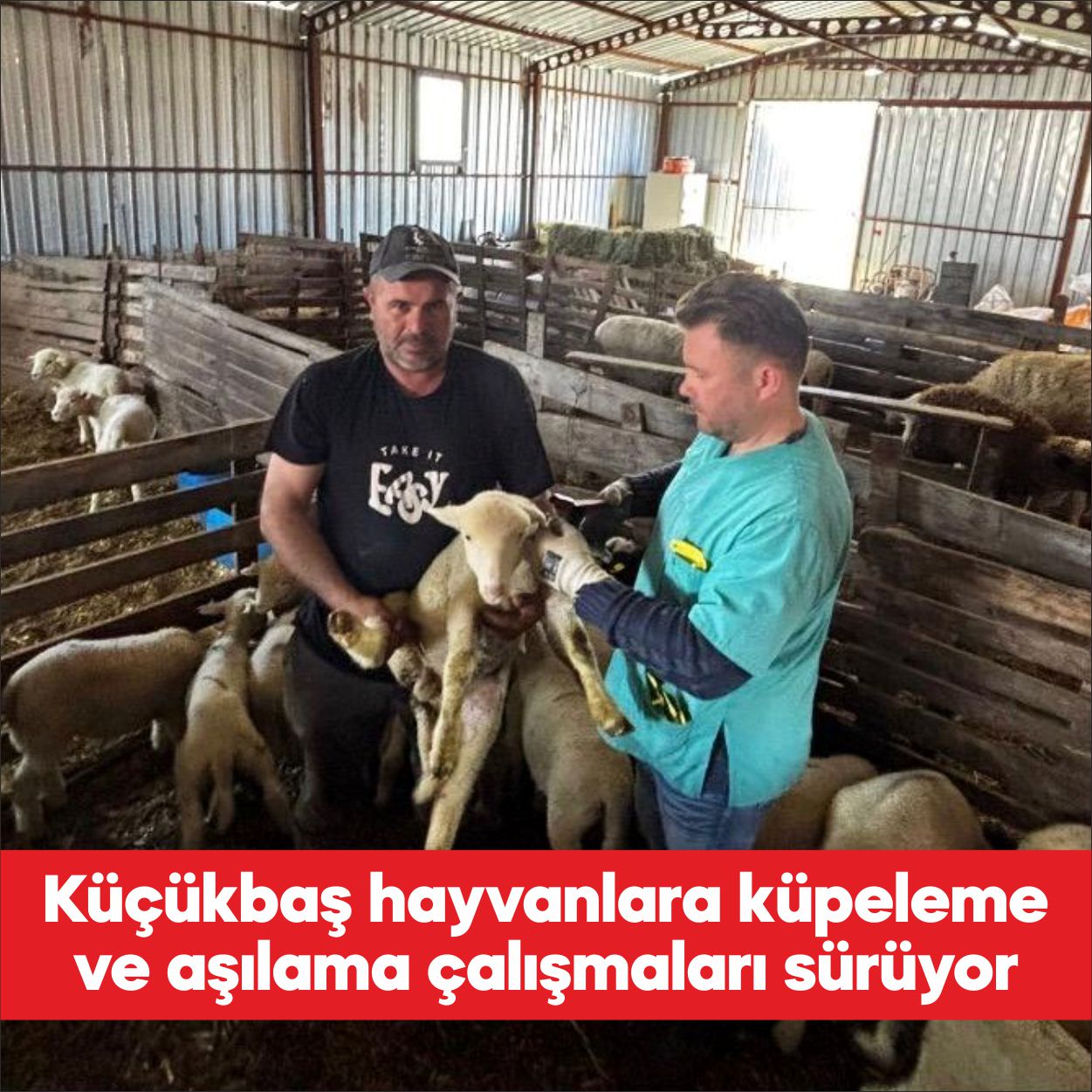 Edirne İl Tarım ve Orman Müdürlüğü ekiplerince küçükbaş hayvanlara yönelik