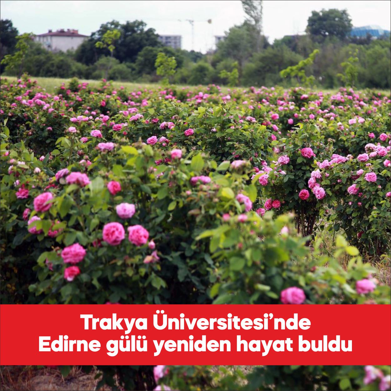 Trakya Üniversitesi bünyesinde yerel değerleri yaşatmak ve farkındalık oluşturmak amacıyla