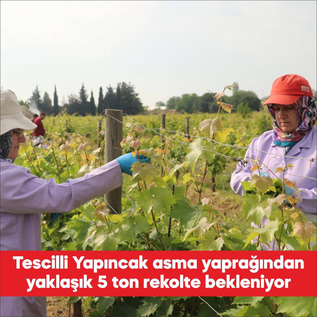 Tekirdağ’da bu yıl yaklaşık 5