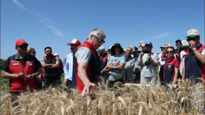 Çanakkale’de düzenlenen “Hasatlı Tarla Günü” etkinliğinde 13 yerli buğday ve