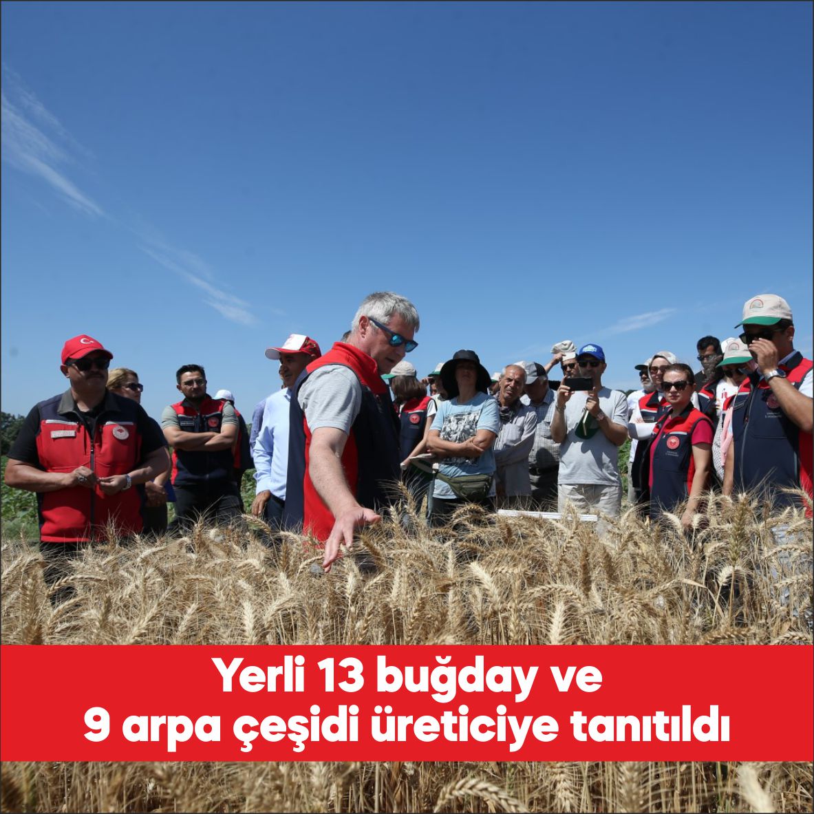 Çanakkale’de düzenlenen “Hasatlı Tarla Günü” etkinliğinde 13 yerli buğday ve