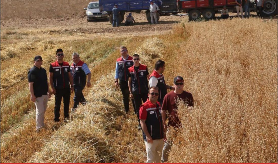 Edirne’de, Trakya Tarımsal Araştırma Enstitüsünce geliştirilen yulaf çeşitlerinin hasadı yapıldı.