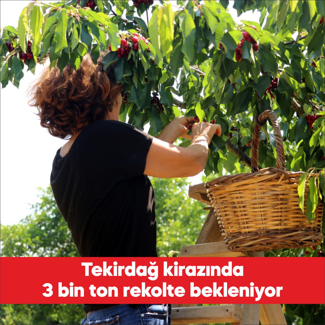 Tekirdağ’da tadı ve aromasıyla benzerlerinden ayrılan, adına festival düzenlenen kirazdan