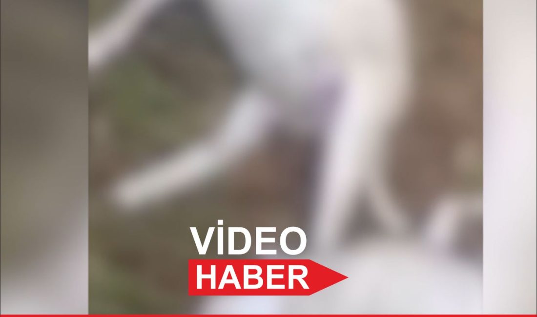 Kırklareli’nde yıldırım isabet eden 25 küçükbaş hayvan telef oldu. Merkeze