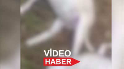 Kırklareli’nde yıldırım isabet eden 25 küçükbaş hayvan telef oldu. Merkeze