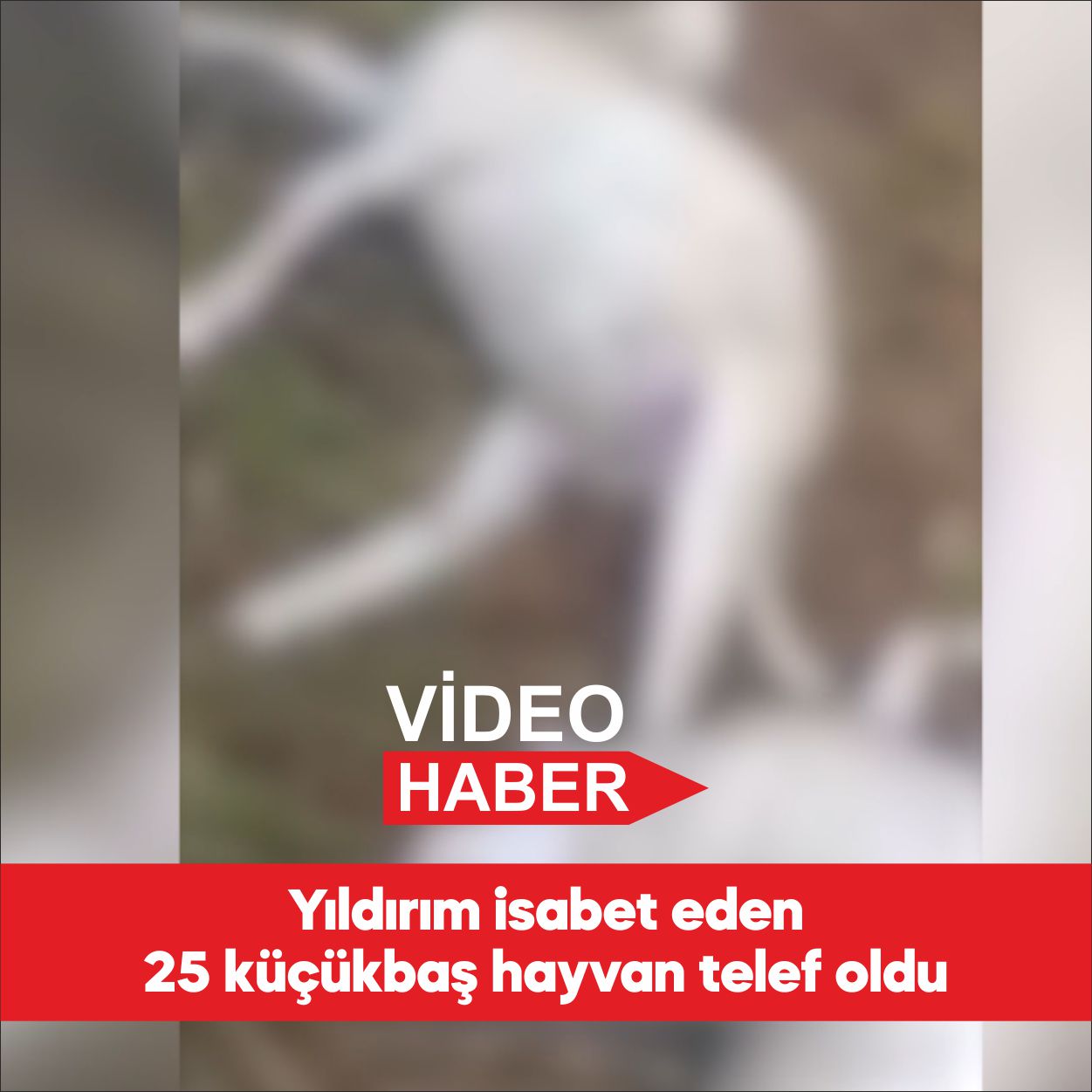 Kırklareli’nde yıldırım isabet eden 25 küçükbaş hayvan telef oldu. Merkeze