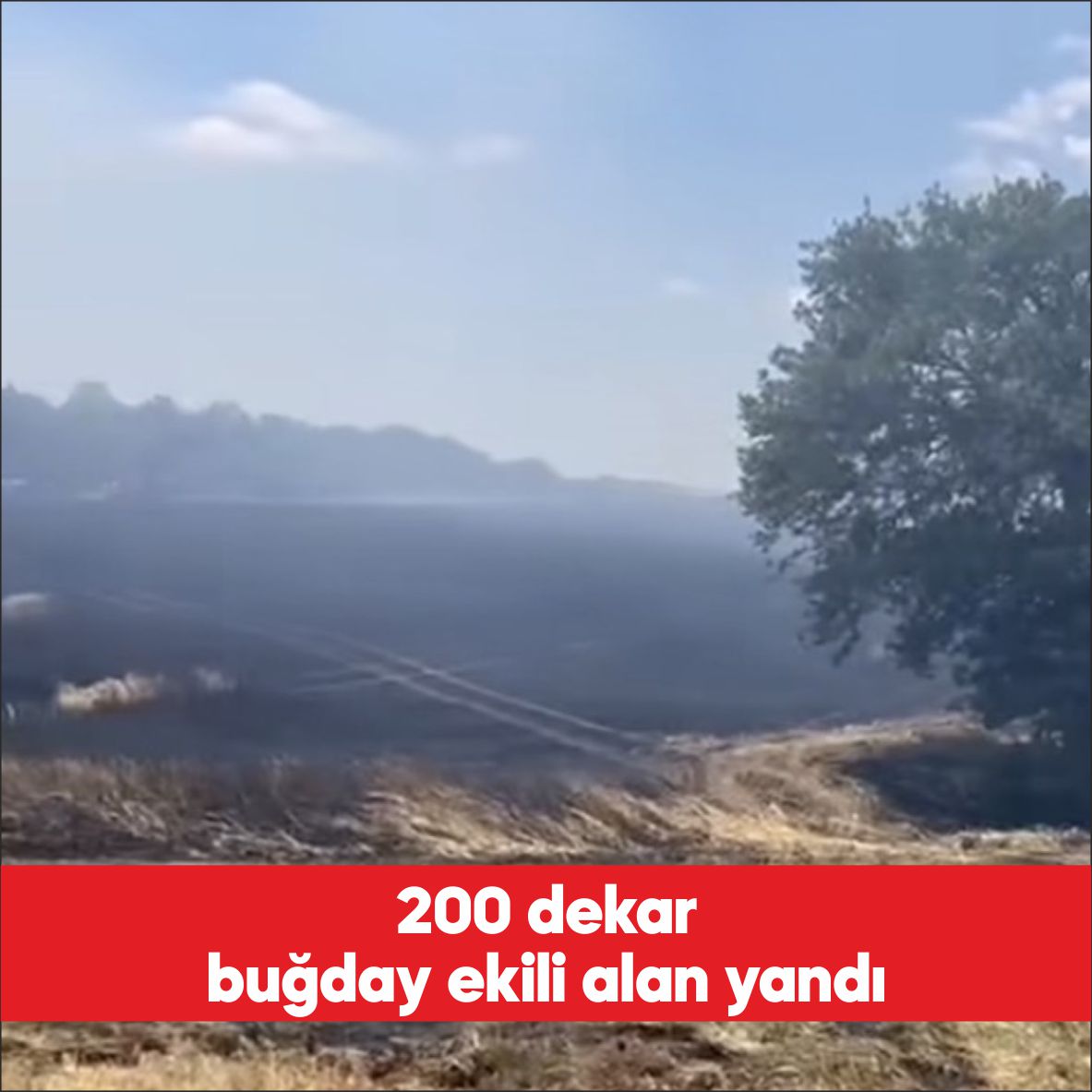 Tekirdağ’ın Malkara ilçesinde çıkan yangında 200 dekar buğday ekili alan