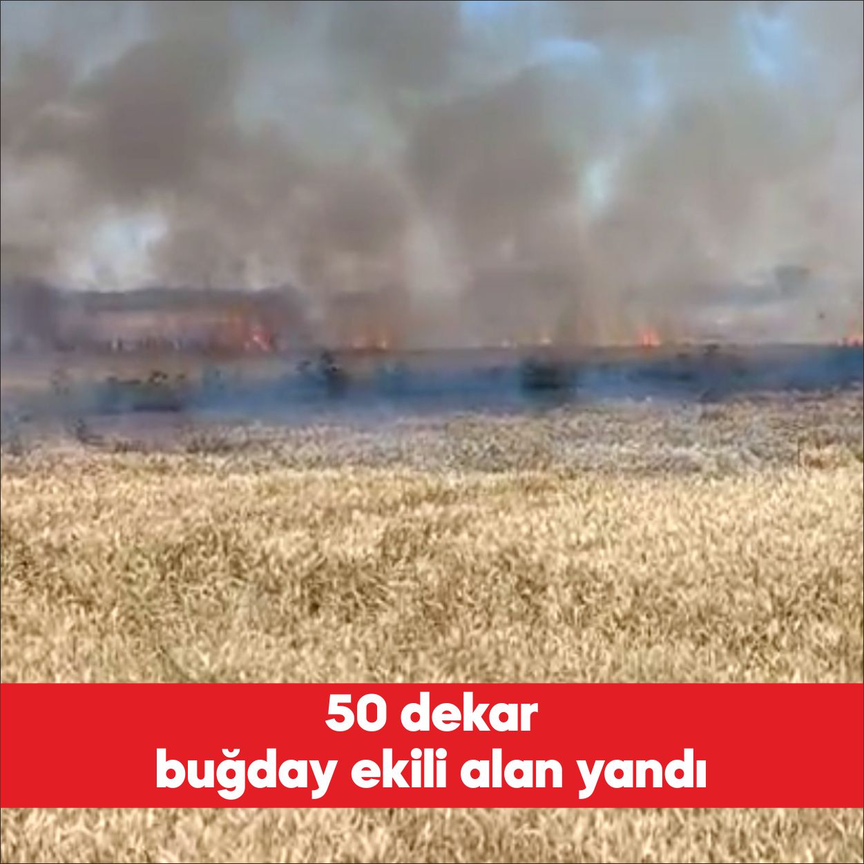 Edirne’nin Uzunköprü ilçesinde buğday ekili