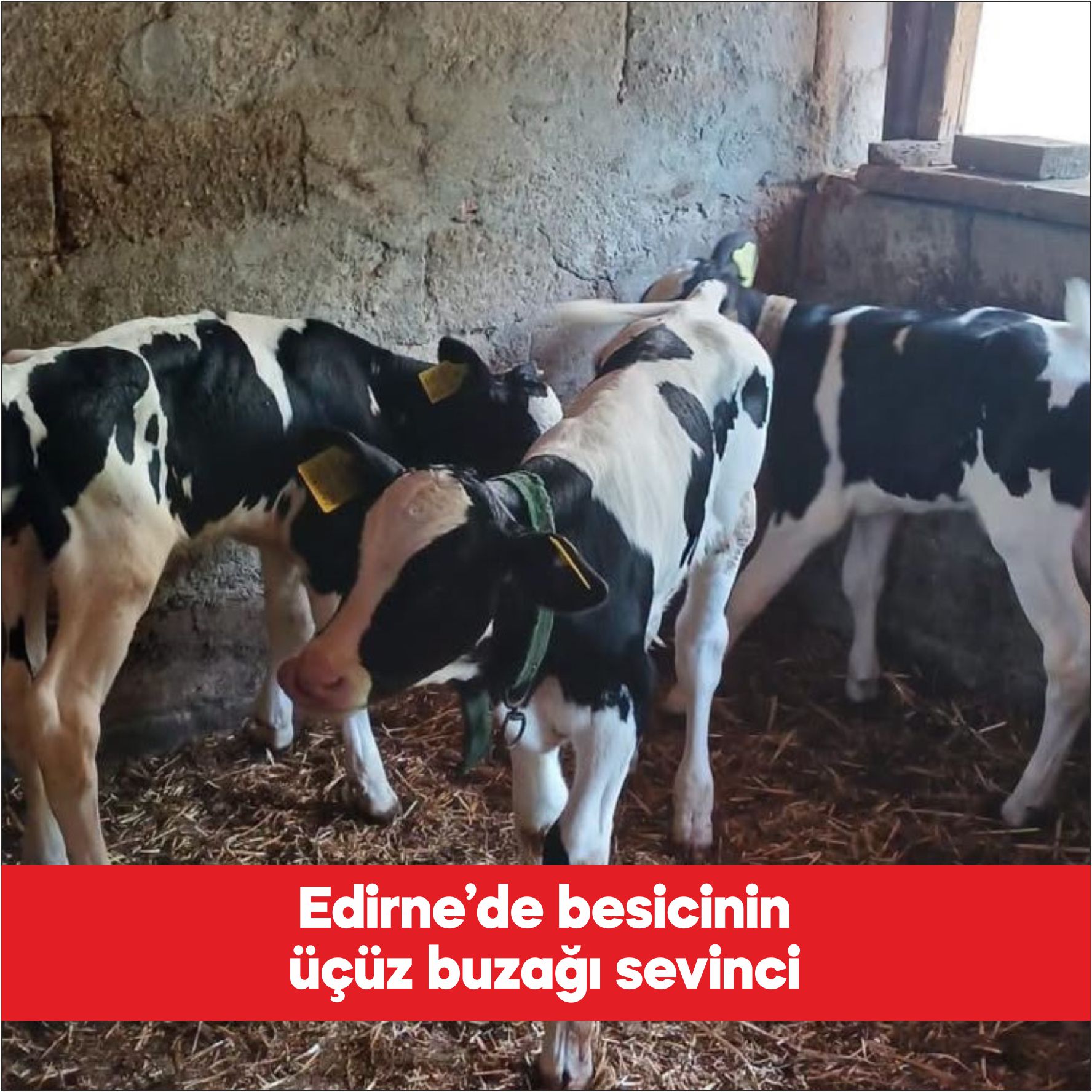 Edirne’nin Küçükdöllük köyünde besicilik yapan Zeki Pamuk’un Holstein ırkı ineği