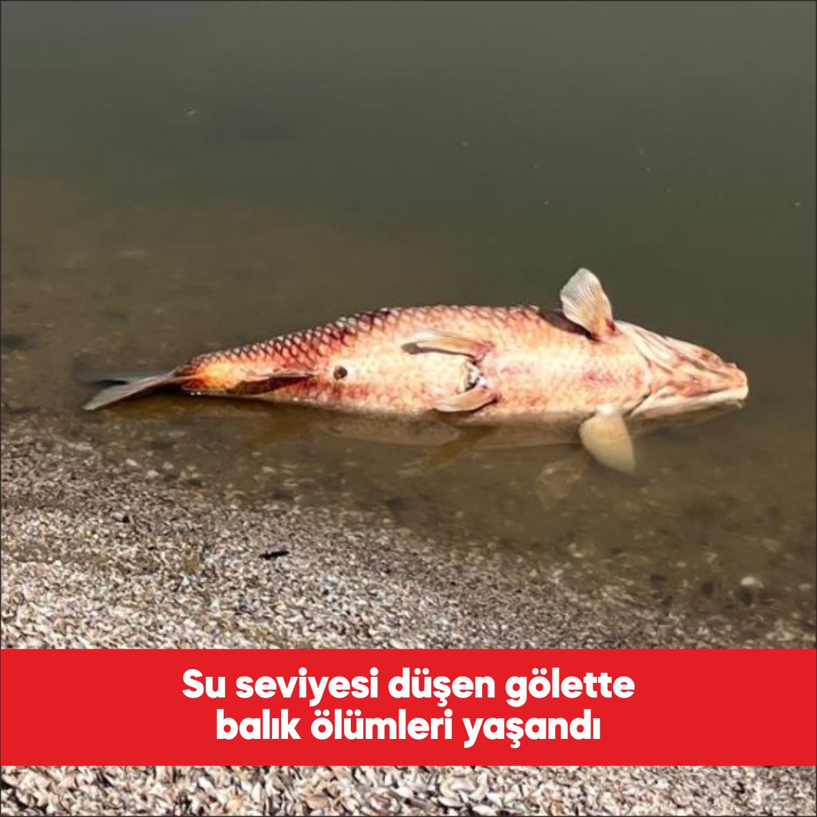 Tekirdağ’ın Hayrabolu ilçesindeki Çerkezmüsellim göletinde su seviyesinin düşmesiyle balık ölümleri
