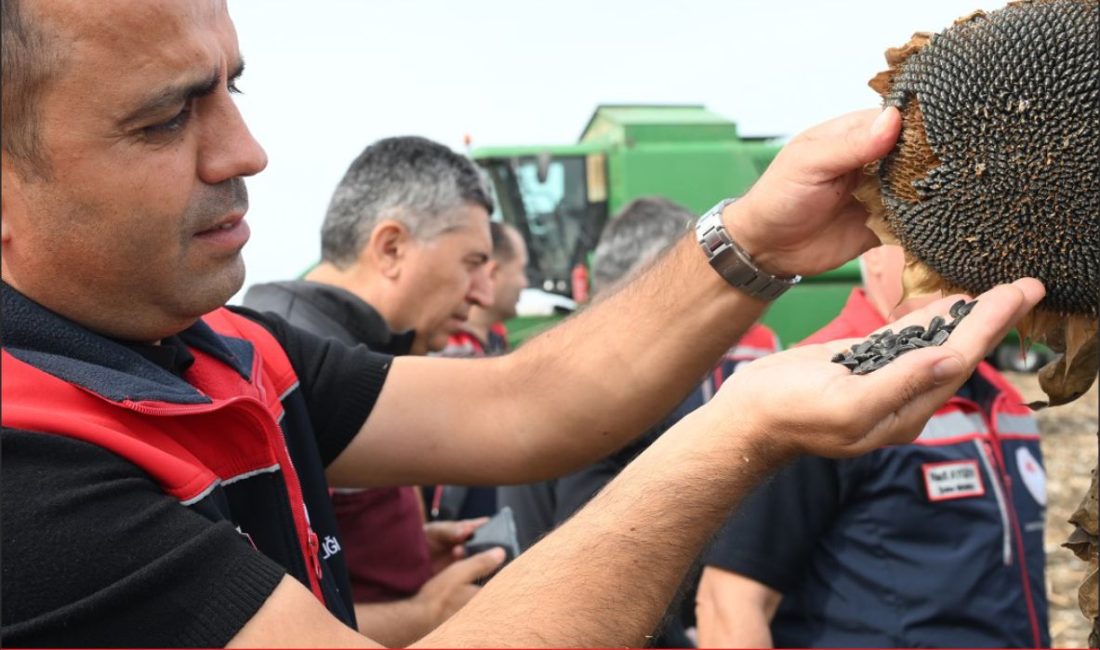 Edirne’de ayçiçeğinin kuraklığa karşı dayanıklılığını ölçmek için farklı dönemlerde 3